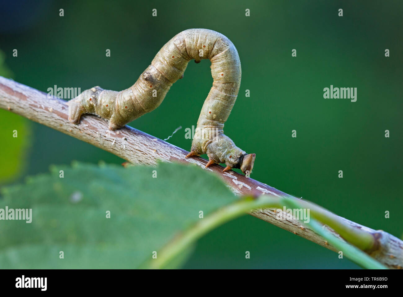 Peppered moth larvae hires stock photography and images Alamy
