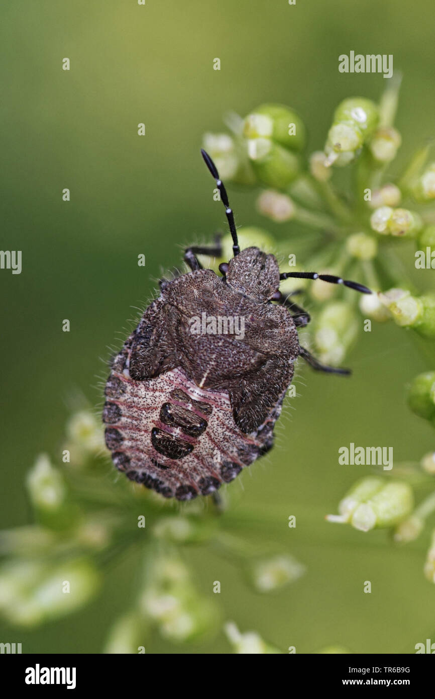 sloe bug, sloebug (Dolycoris baccarum), larval stage, nymph, Germany, Baden-Wuerttemberg Stock Photo