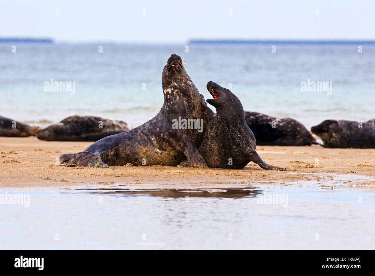 gray seal (Halichoerus grypus), two young animals playing together on the beach, Germany, Schleswig-Holstein, Heligoland Stock Photo
