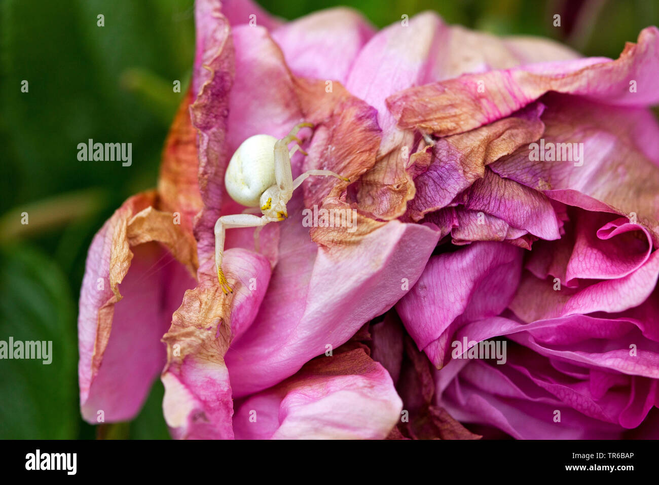 goldenrod crab spider (Misumena vatia), lurking on a rose flower