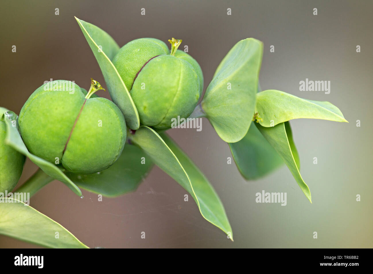 Caper spurge, Mole Plant (Euphorbia lathyrus, Euphorbia lathyris), fruits, Germany, Baden