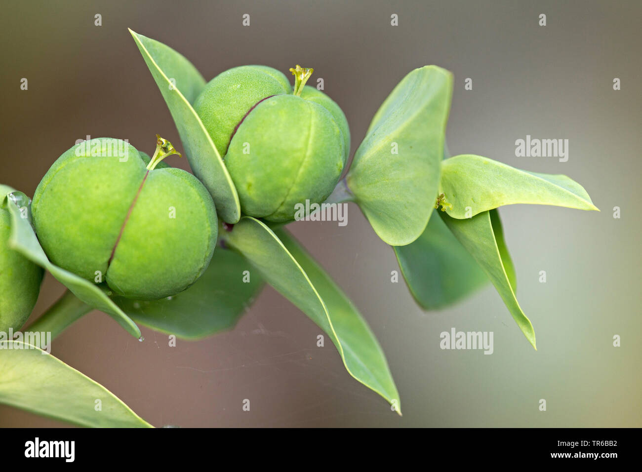 Caper spurge, Mole Plant (Euphorbia lathyrus, Euphorbia lathyris), fruits, Germany, Baden-Wuerttemberg Stock Photo