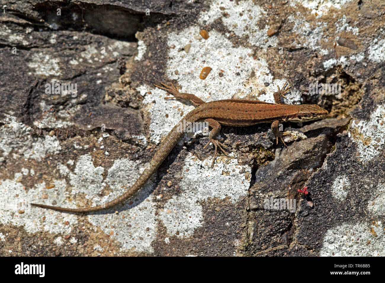 common wall lizard (Lacerta muralis, Podarcis muralis), on a boulder, view from above, Germany, Rhineland-Palatinate Stock Photo