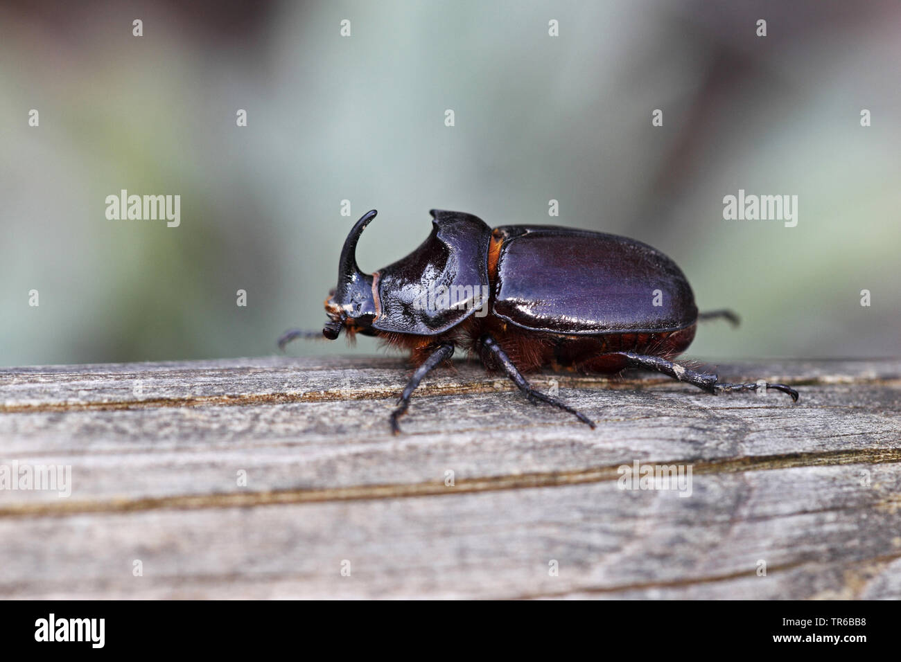 European rhinoceros beetle (Oryctes nasicornis), male on dead wood, side view, Germany, Baden-Wuerttemberg Stock Photo
