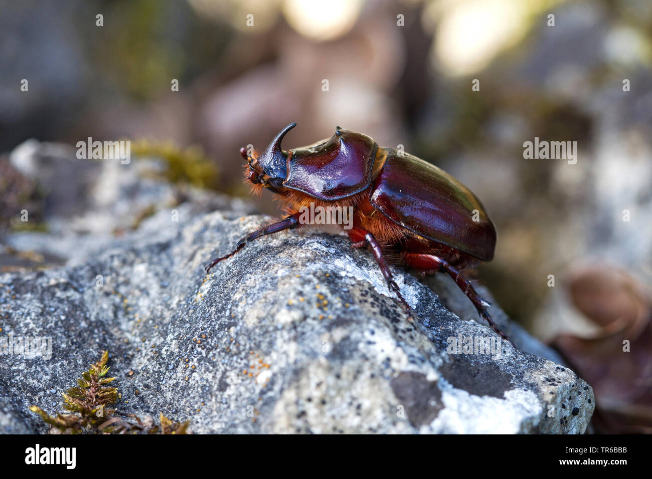 European rhinoceros beetle (Oryctes nasicornis), male on a stone, side view, Germany, Baden-Wuerttemberg Stock Photo