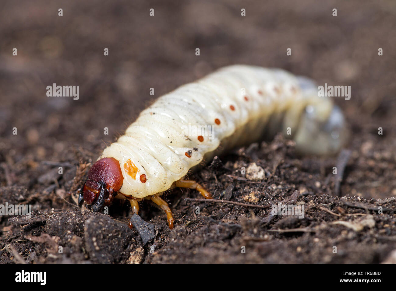 European rhinoceros beetle (Oryctes nasicornis), larvae, Germany, Baden-Wuerttemberg Stock Photo