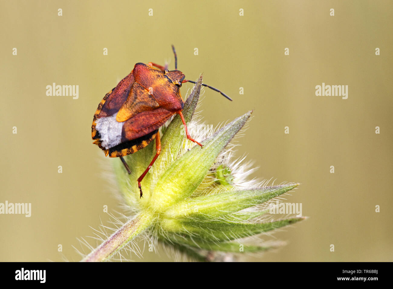 Black shouldered shield bug hi-res stock photography and images - Alamy