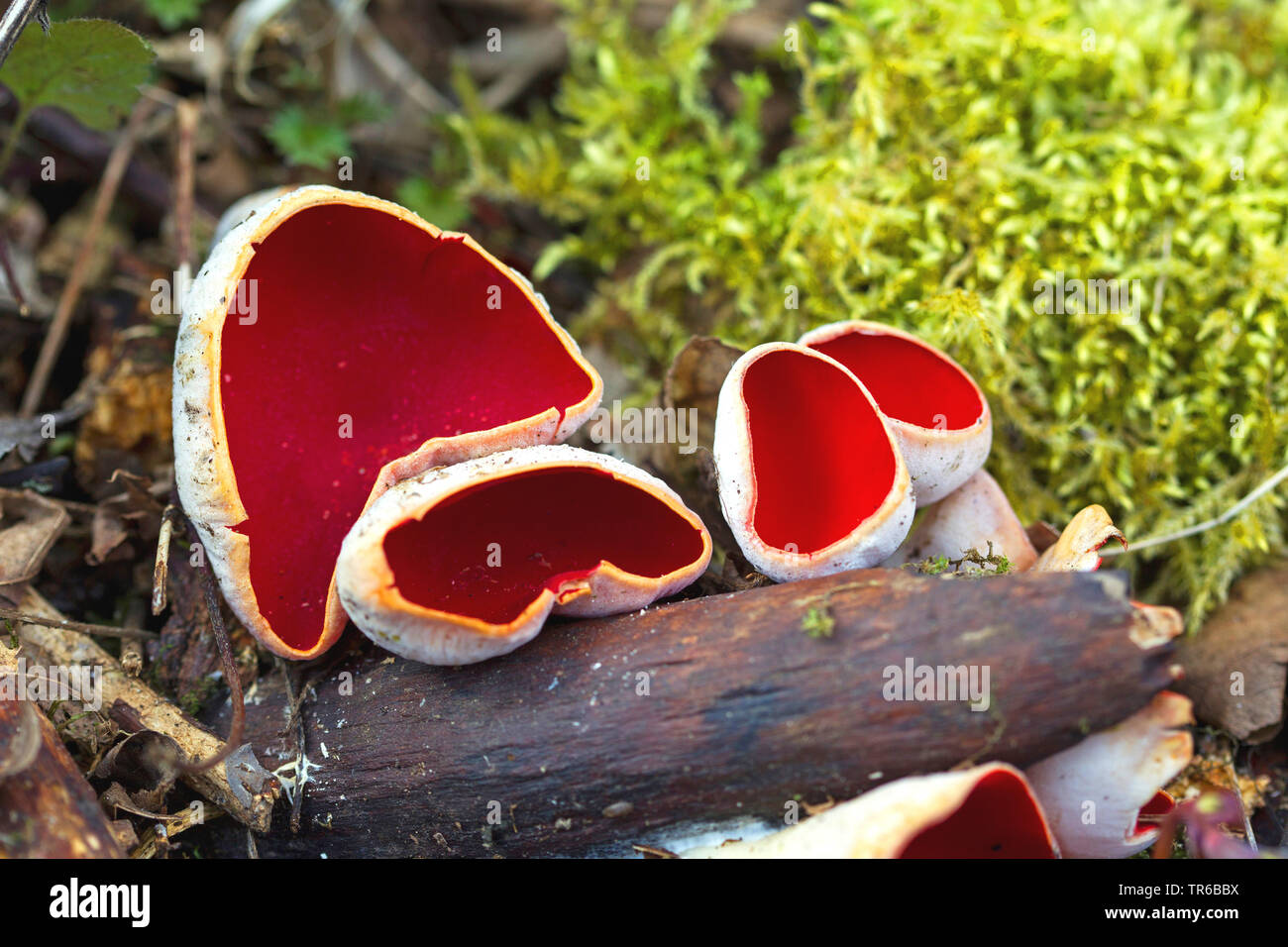 scarlet elf cup, scarlet elf cap, the scarlet cup (Sarcoscypha coccinea), on a branch, Germany, Baden-Wuerttemberg Stock Photo