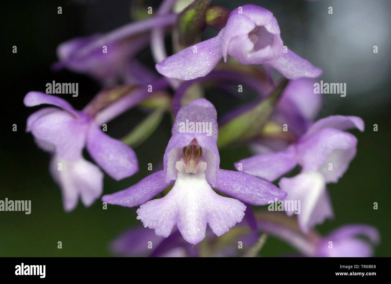 Fragrant orchid (Gymnadenia conopsea), flowers, Austria, Tyrol Stock Photo