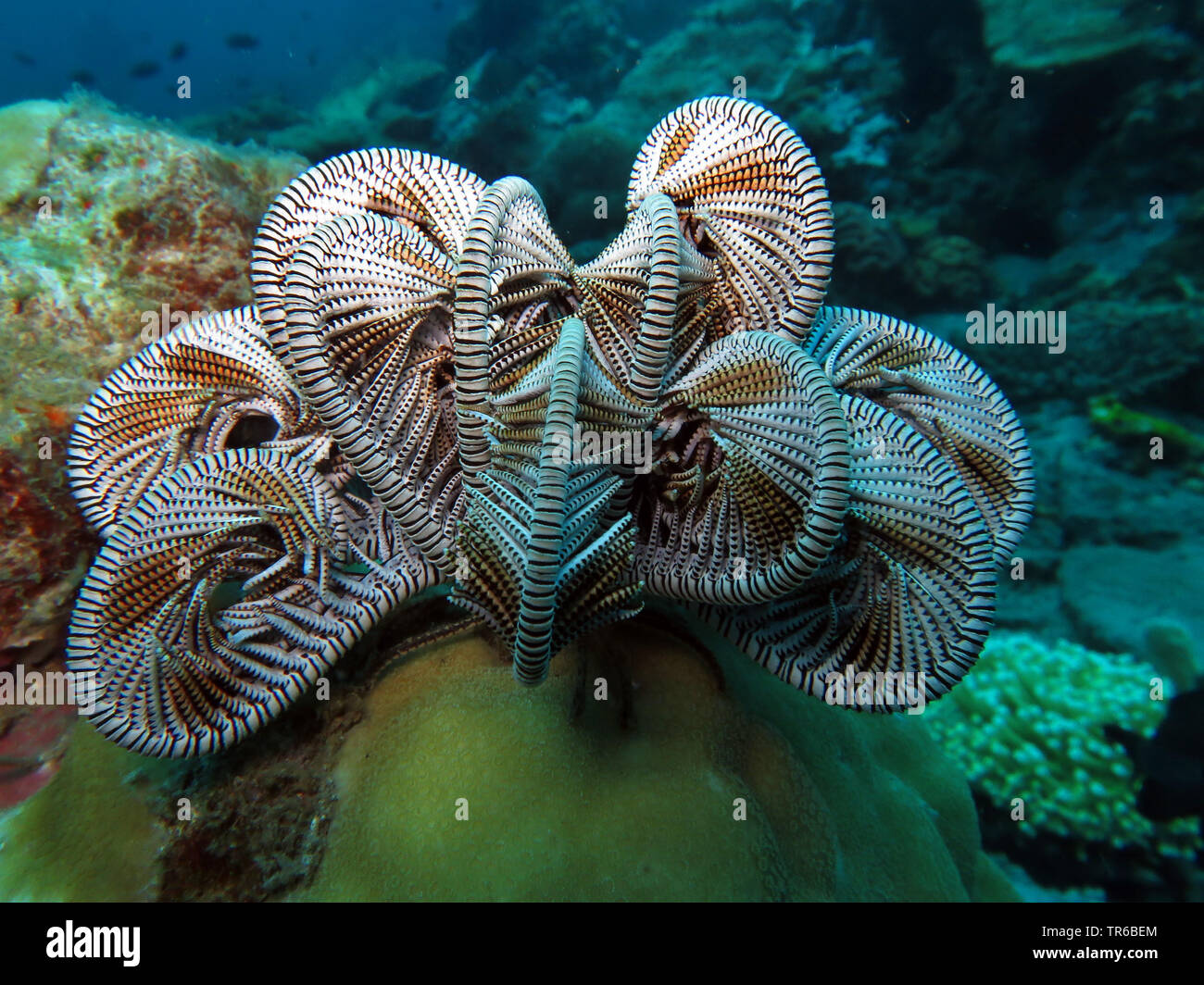 sea lily spec.), on the ocean bed, side view, Philippines