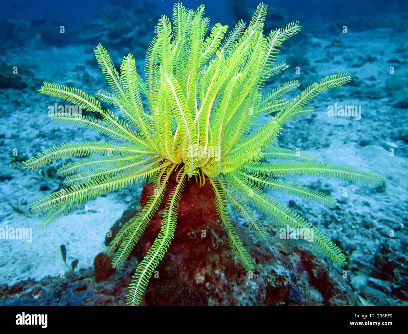sea lily (Comanthus spec.), on the ocean bed, side view, Philippines, Southern Leyte, Panaon Island, Pintuyan Stock Photo