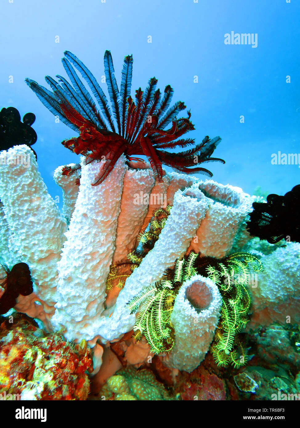 sea lily (Comanthus spec.), on a tube sponge, Philippines, Southern Leyte, Panaon Island, Pintuyan Stock Photo