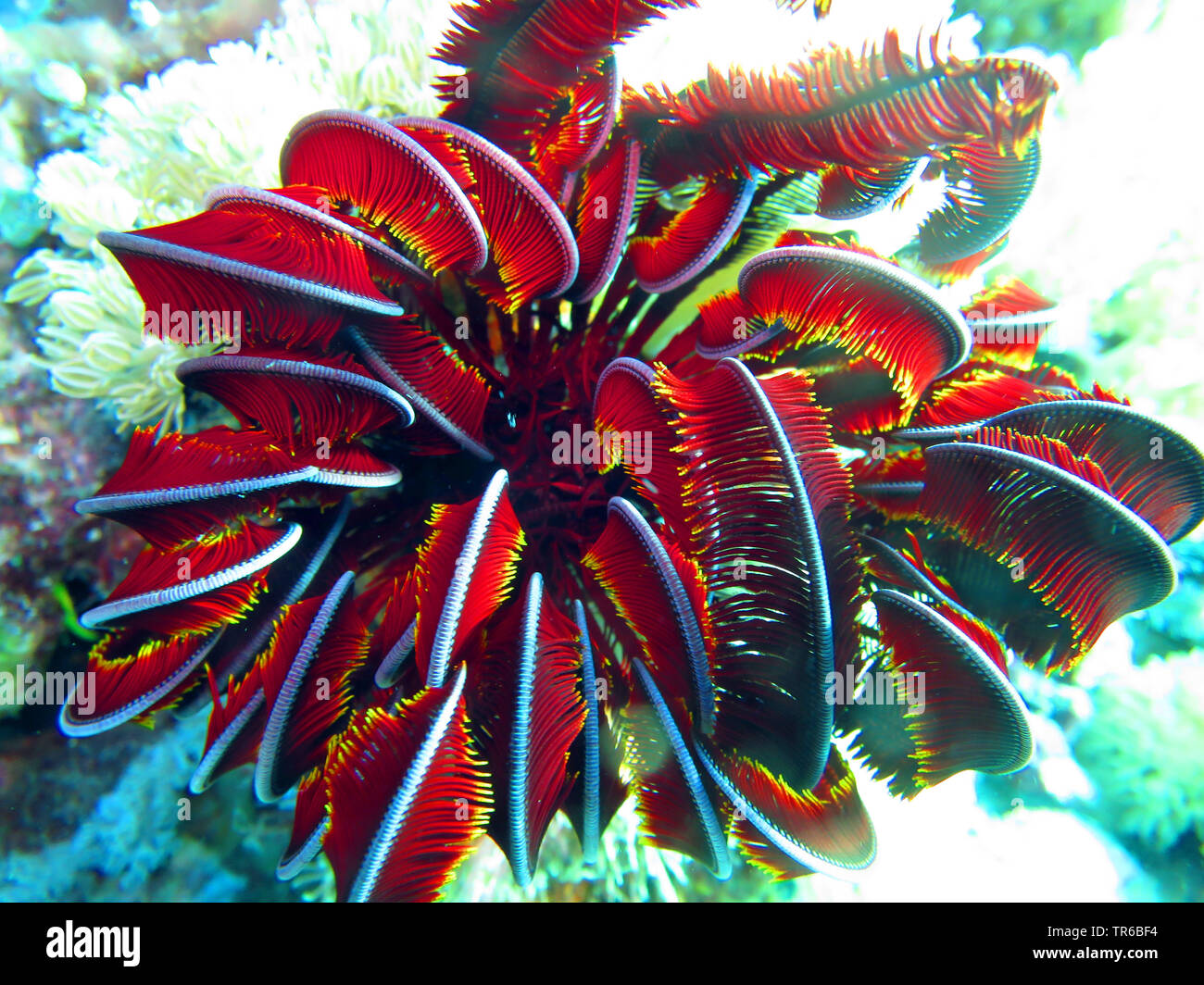 sea lily (Comanthus spec.), on the ocean bed, Philippines, Southern Leyte, Panaon Island, Pintuyan Stock Photo