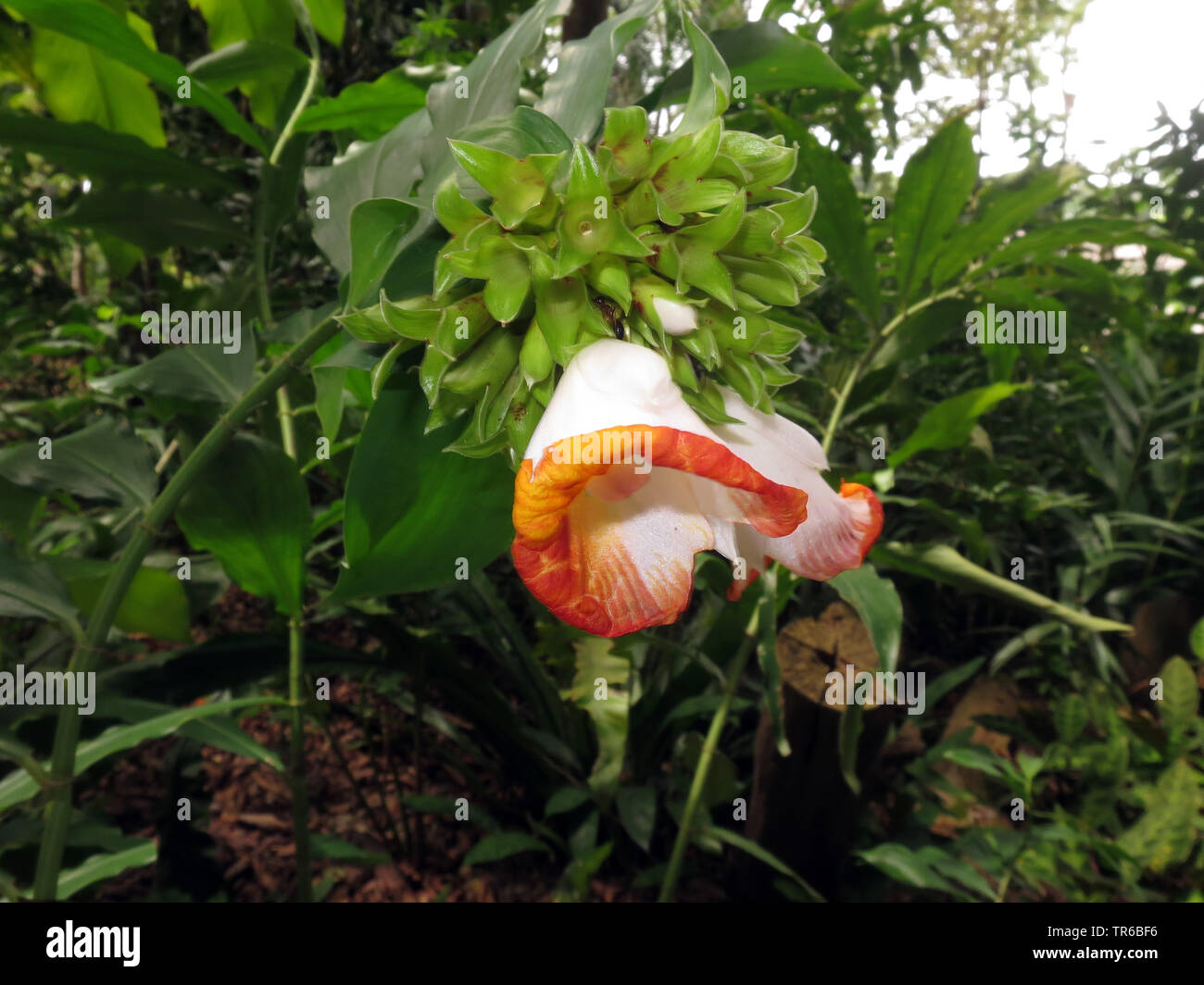 blooming Zingiberaceae, Singapore Stock Photo