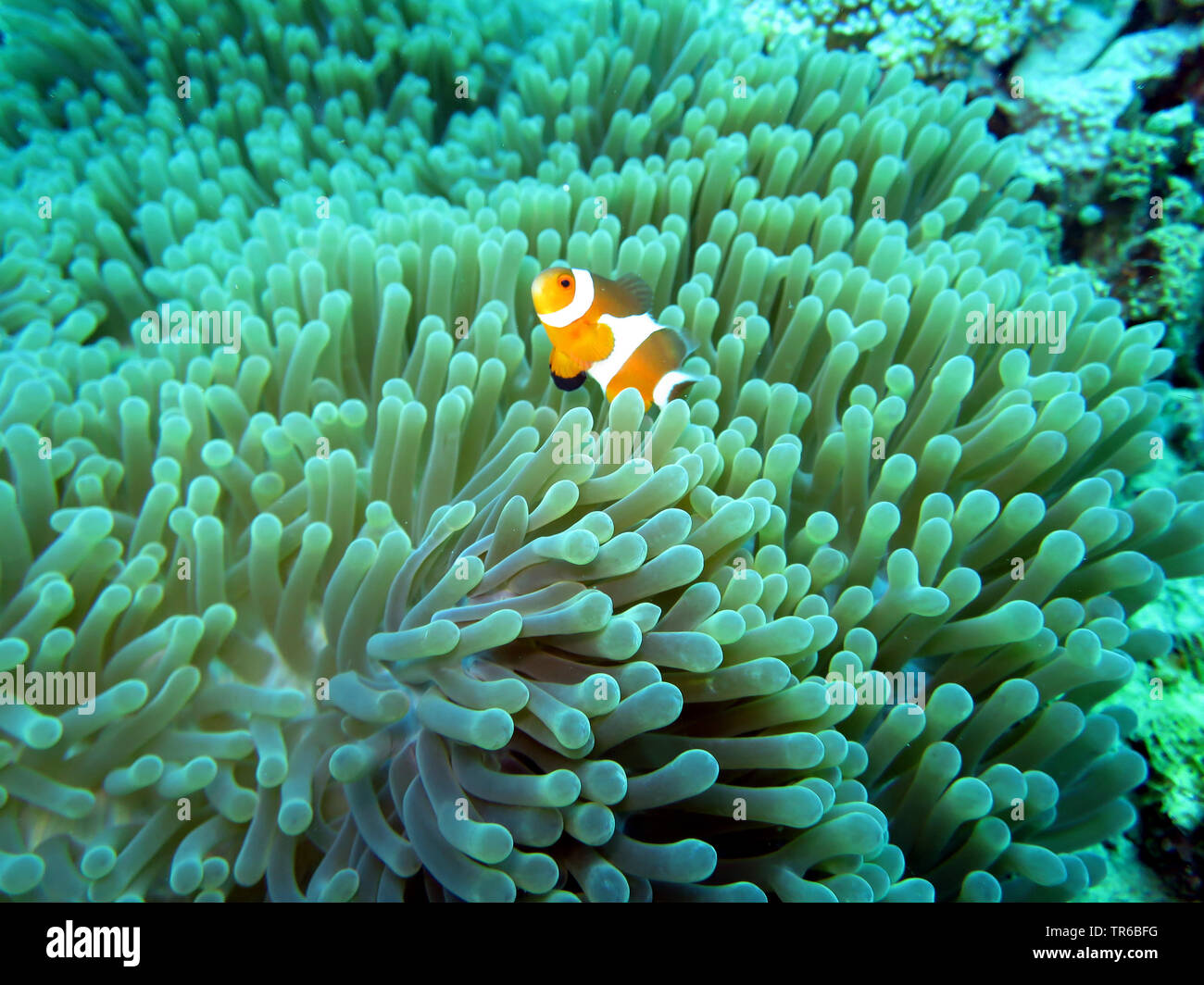 false clown anemonefish, clown anemonefish (Amphiprion ocellaris), on a Ritteri anemone, Heteractis magnifica, Philippines, Southern Leyte, Panaon Island, Pintuyan Stock Photo