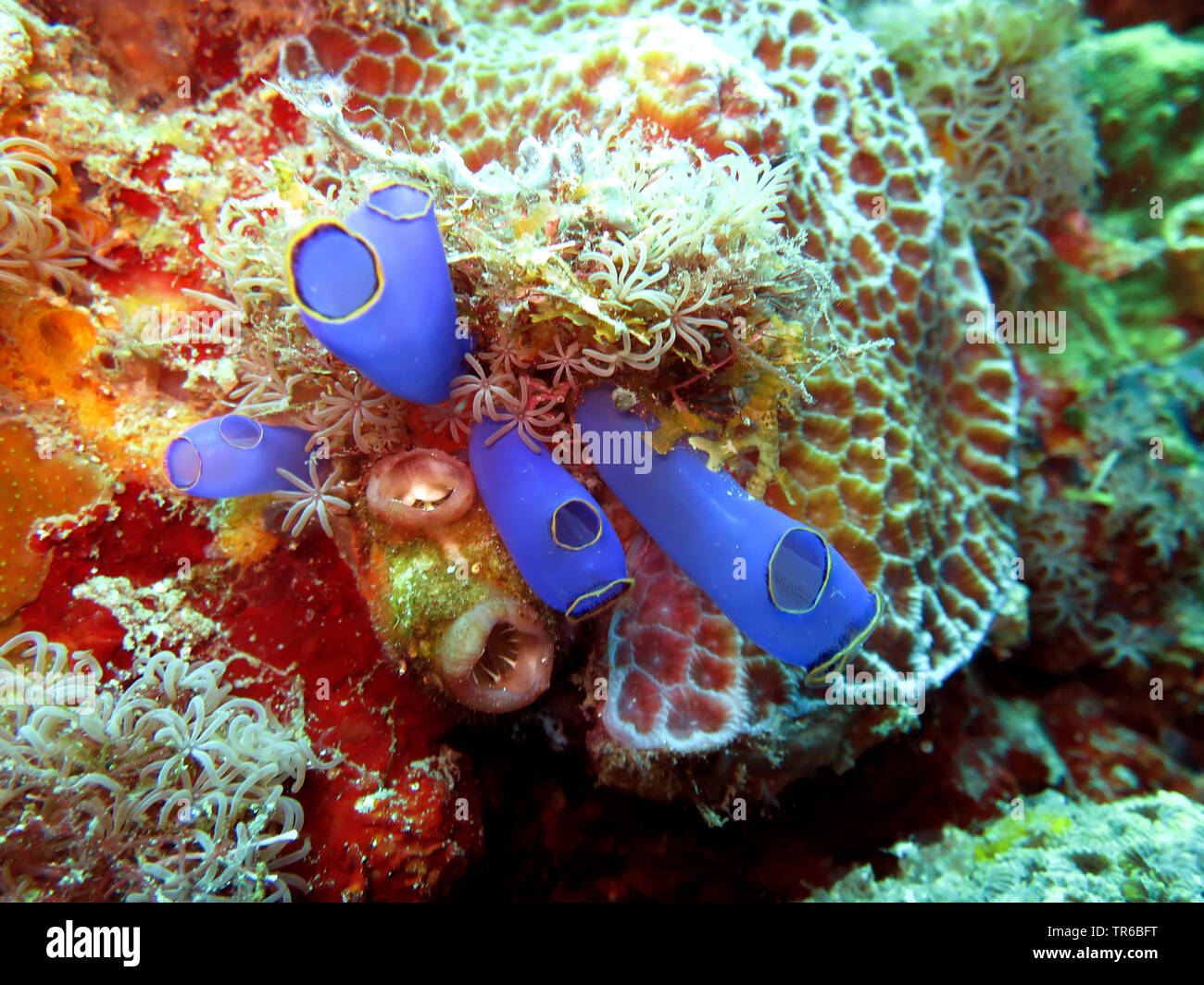blue light-bulb sea-squirt (Clavelina caerulea), on coral reef, Philippines, Southern Leyte, Panaon Island, Pintuyan Stock Photo