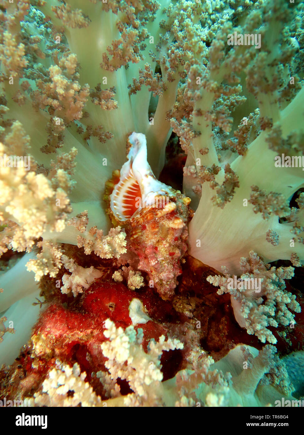 snail-shell between tree corals, Philippines, Southern Leyte, Panaon Island, Pintuyan Stock Photo