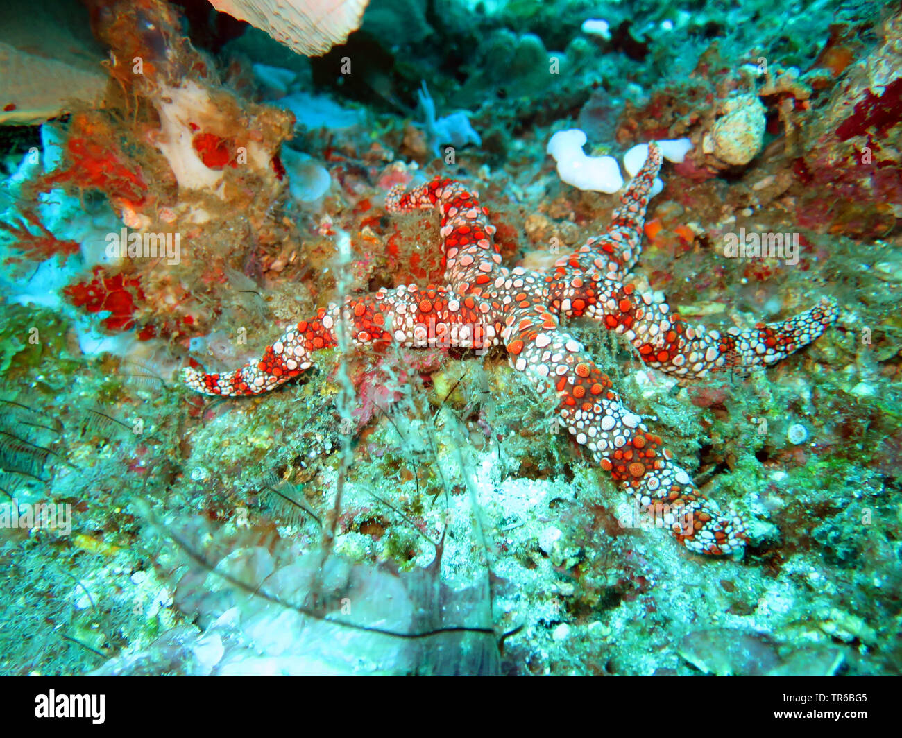 Nippled Sea Star (Gomophia gomophia ), at the reef, Philippines, Southern Leyte, Panaon Island, Pintuyan Stock Photo