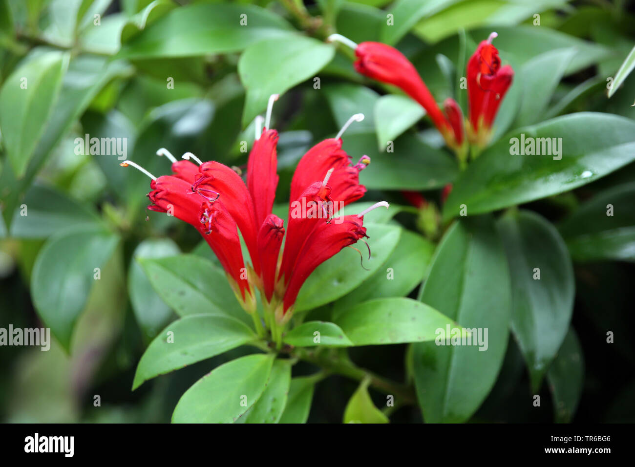lipstick plant, basketvine, basket vine (Aeschynanthus speciosus), blooming, Singapore, Botanischer Garten Stock Photo