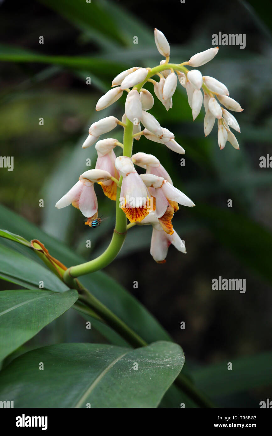 Shell Ginger, Light galangal, Pink porcelain lily, Shell flower, Variegated ginger, Butterfly ginger (Alpinia zerumbet), blooming, Singapore, Singapore Stock Photo