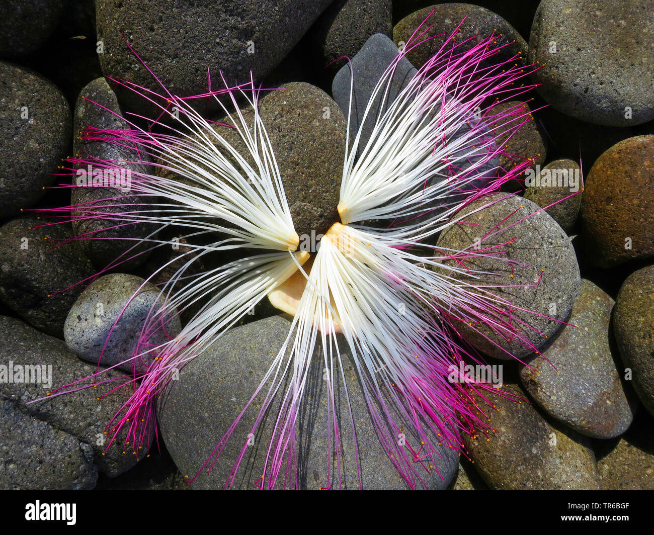 Barringtonia (Barringtonia asiatica), fallen flower, Philippines, Southern Leyte Stock Photo