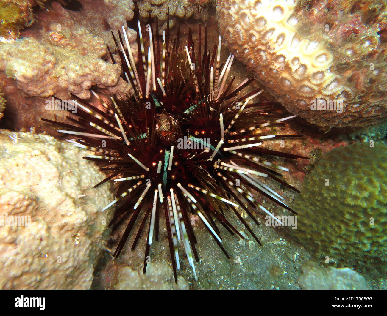 sea urchin (Echinothrix calamaris), at the coral reef, Philippines