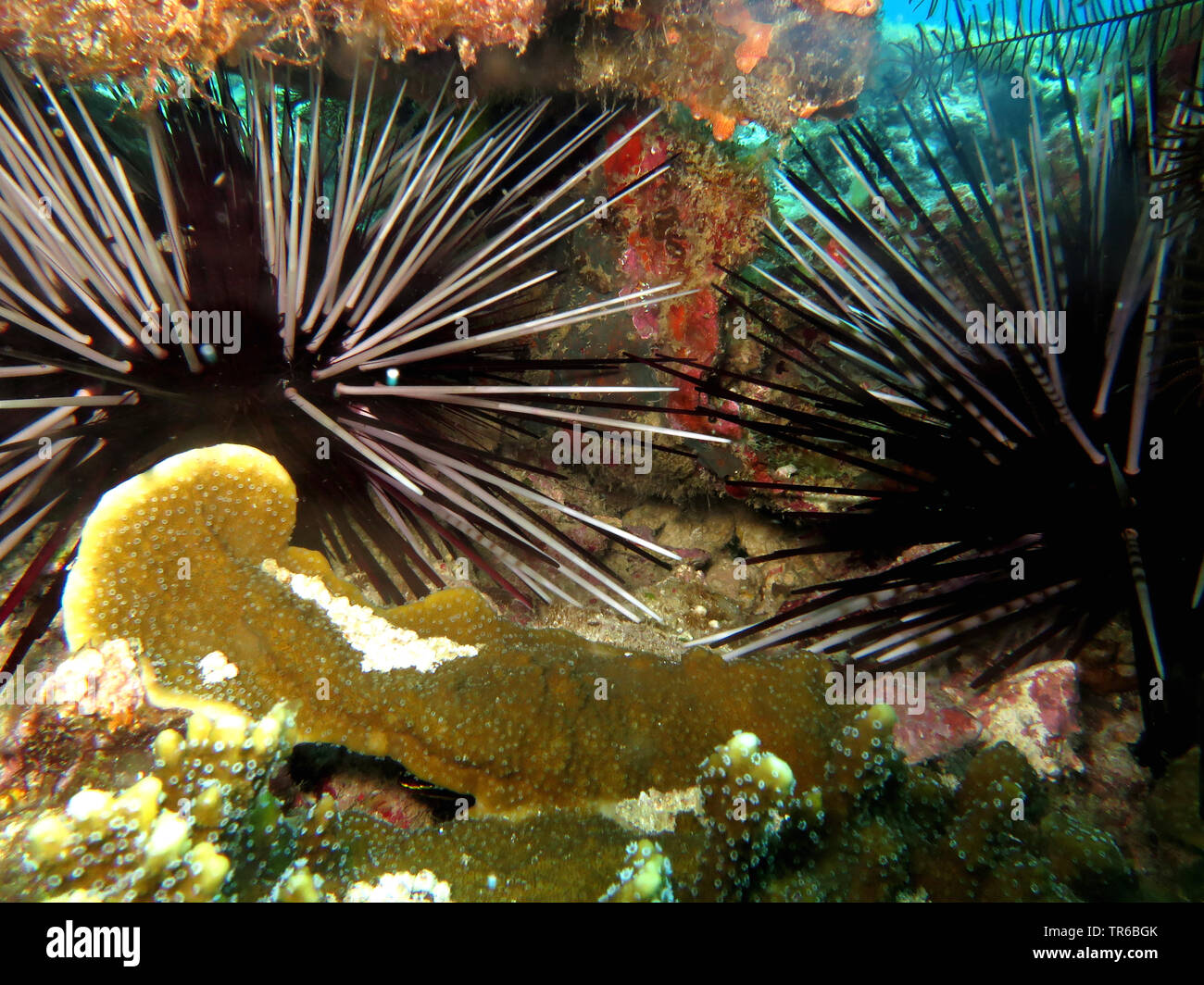 banded urchin   (Echinothrix calamaris), two banded urchins at the reef, Philippines, Southern Leyte, Panaon Island, Pintuyan Stock Photo