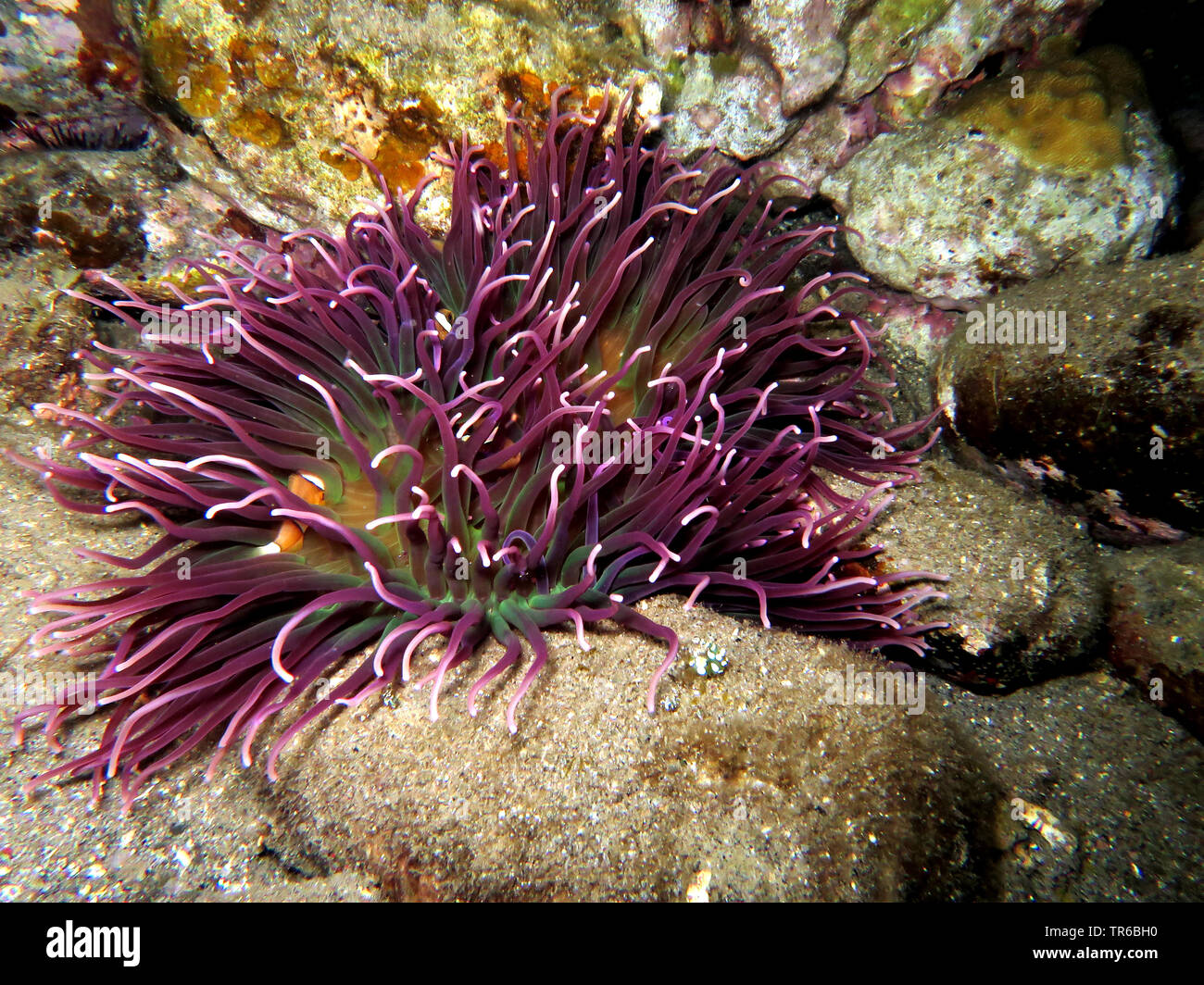 Corkscrew anemone, Long tentacle anemone, Red base anemone, Corkscrew tentacle sea anemone (Macrodactyla doreensis), at the reef, Philippines, Southern Leyte, Panaon Island, Pintuyan Stock Photo