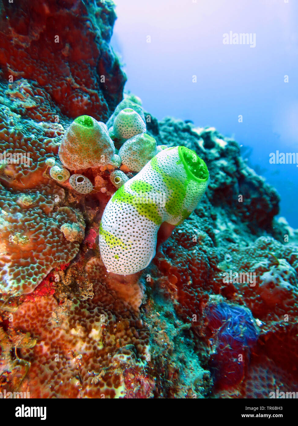 Robust Sea Squirt, Small urn-ascidian  (Atriolum robustum), on the reef, Philippines, Southern Leyte, Panaon Island, Pintuyan Stock Photo