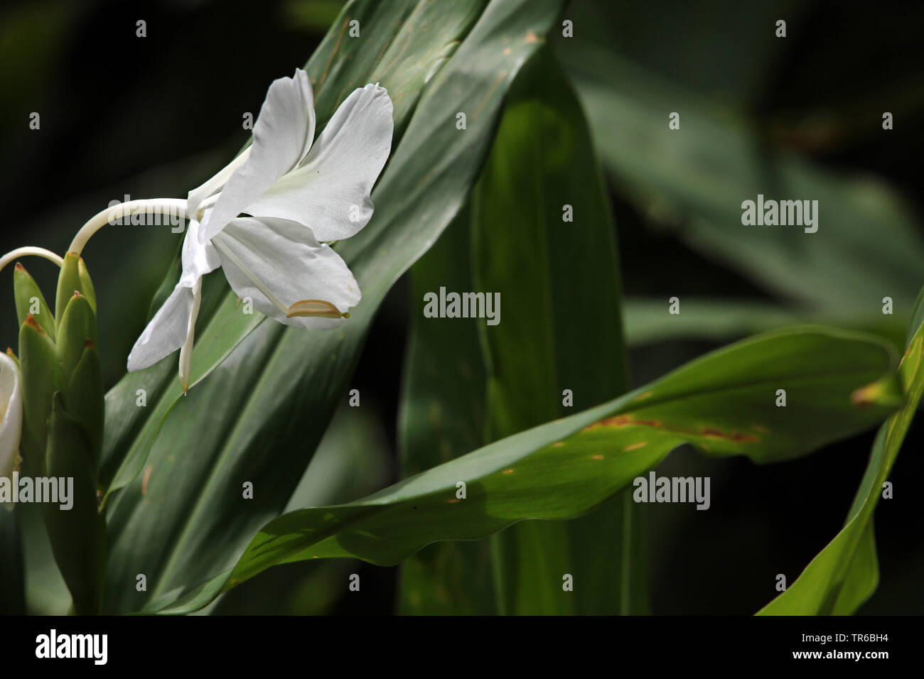 white garland-lily, white ginger lily (Hedychium coronarium), flower, Singapore, Singapore Stock Photo