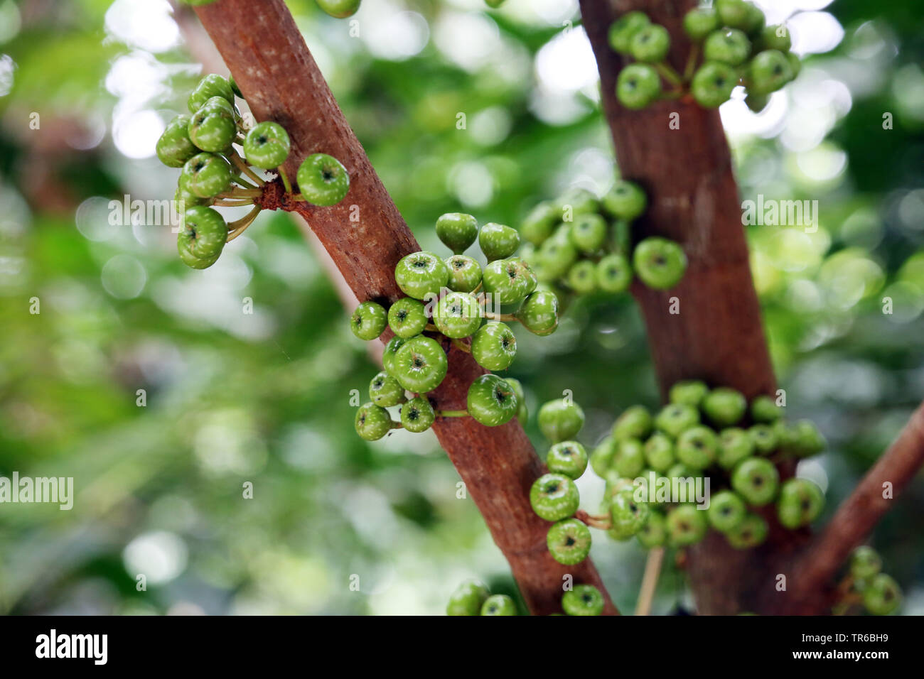 Common Yellow StemFig (Ficus fistulosa), fruit at the trunk, Singapore Stock Photo Alamy