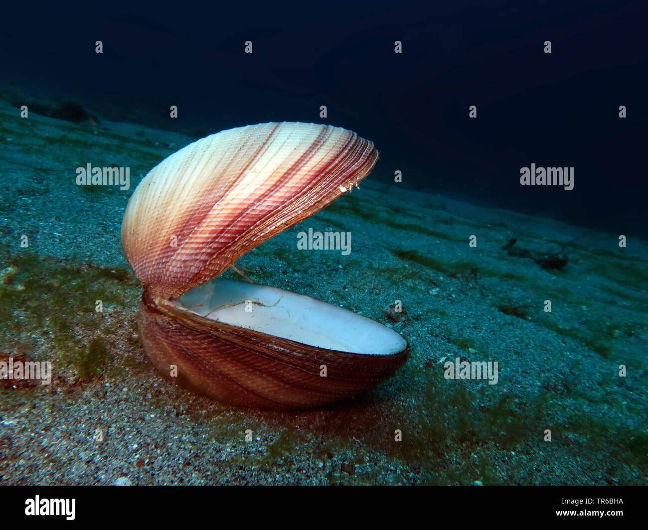 Magnificent Venus Clam   (Antigona magnifica), seashell on the sea bed, Philippines, Southern Leyte, Panaon Island, Pintuyan Stock Photo