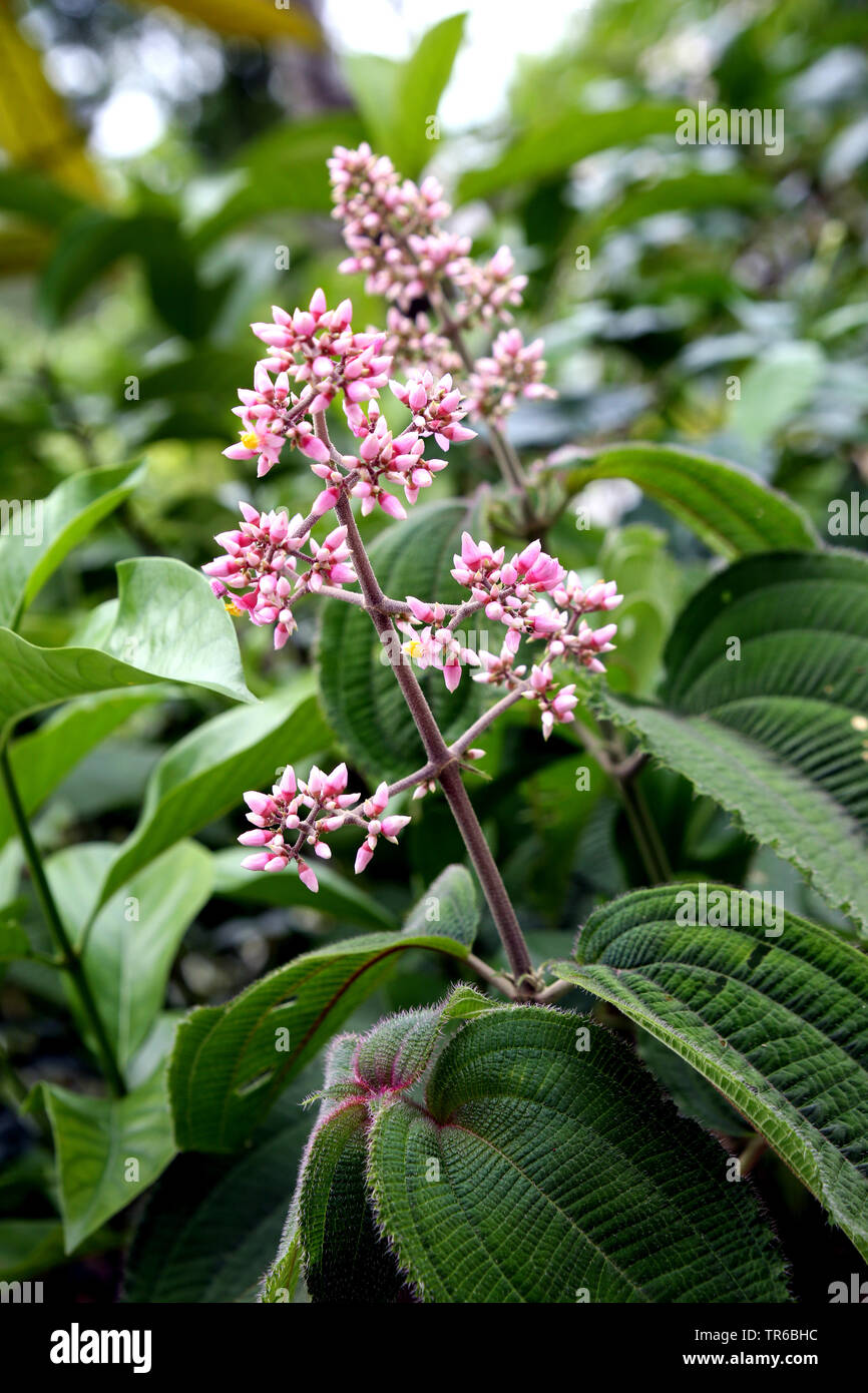blooming Malastomatacee, Singapore, Garten Stock Photo