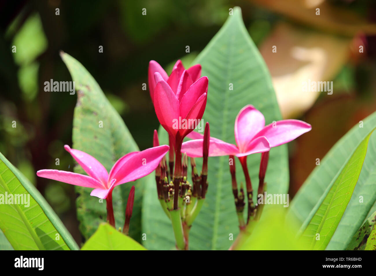 templetree, red plumeria (Plumeria rubra), blooming, Philippines, Southern Leyte Stock Photo