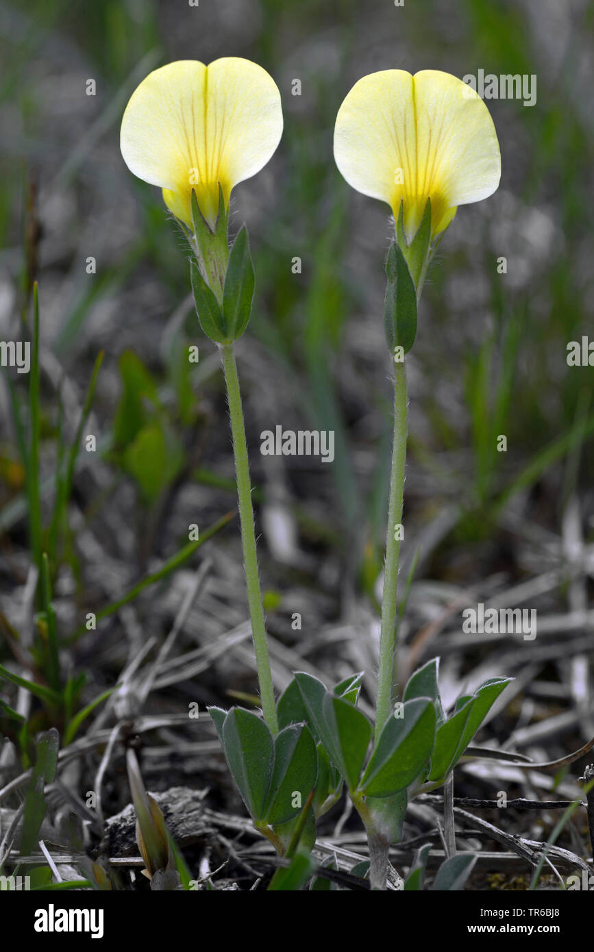 Dragon's Teeth (Tetragonolobus maritimus, Lotus maritimus, Lotus siliquosus), blooming, Germany, Bavaria Stock Photo