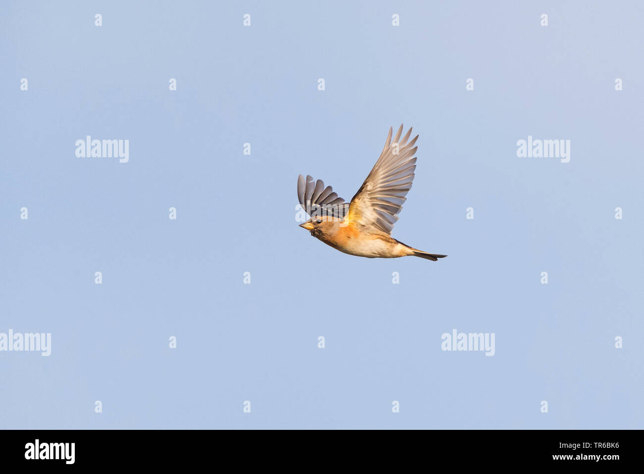 brambling (Fringilla montifringilla), flying, Sweden, Falsterbo Stock Photo