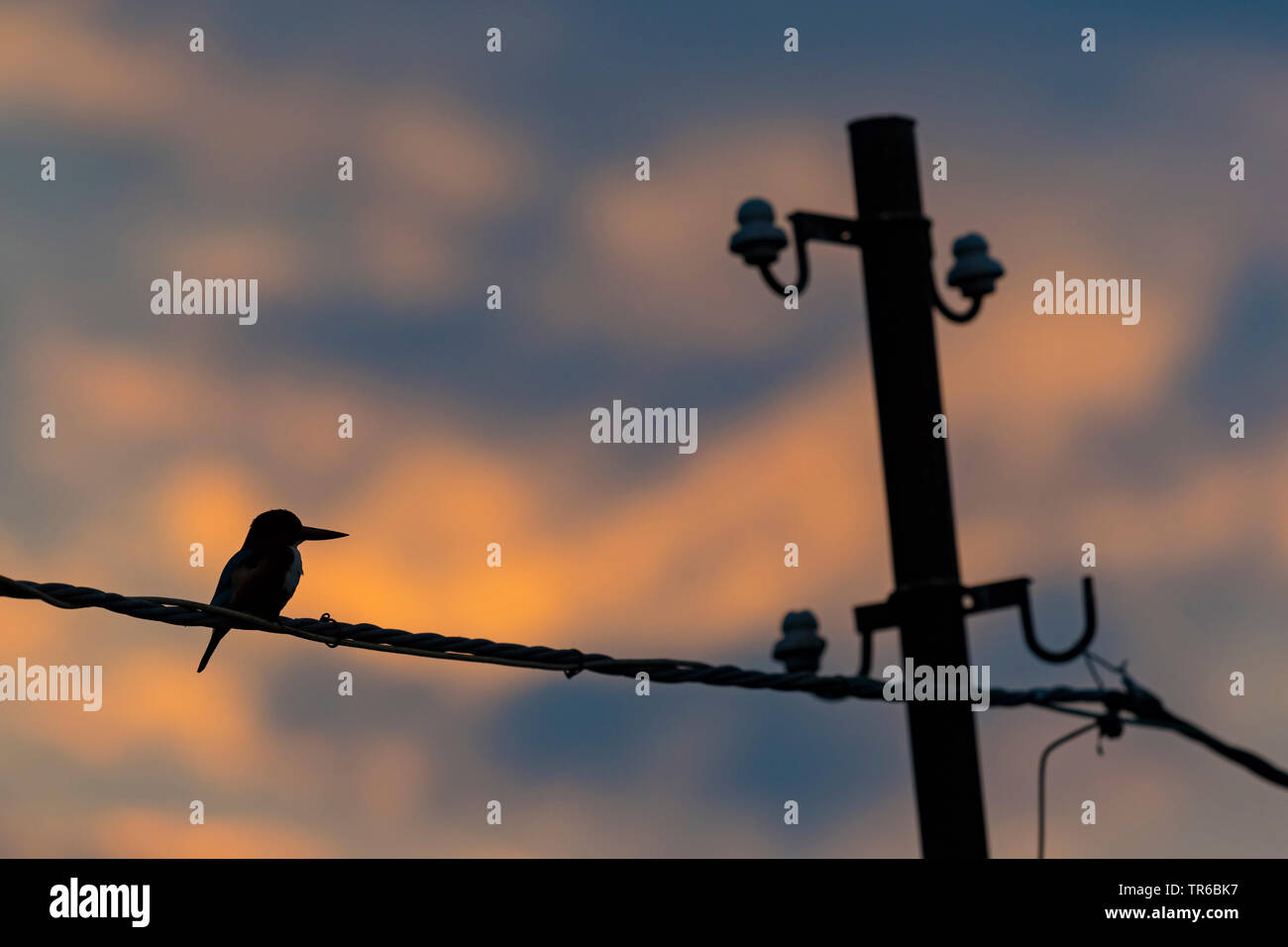 white-throated kingfisher, White-breasted Kingfisher, River Kingfisher (Halcyon smyrnensis), sitting on transmission line, Israel Stock Photo