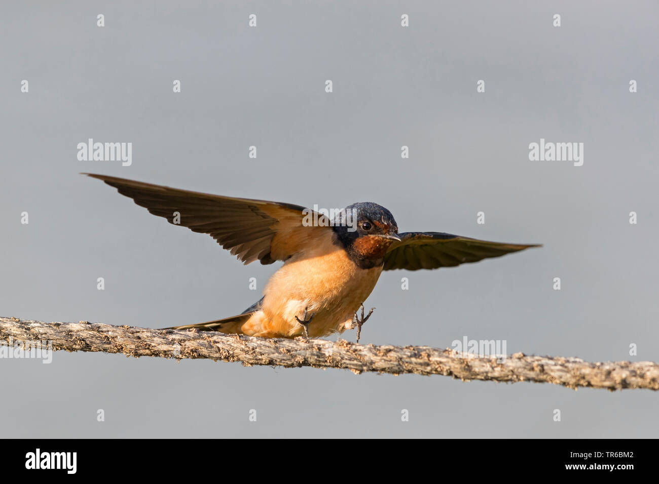barn swallow (Hirundo rustica), landing on a wire, Israel Stock Photo
