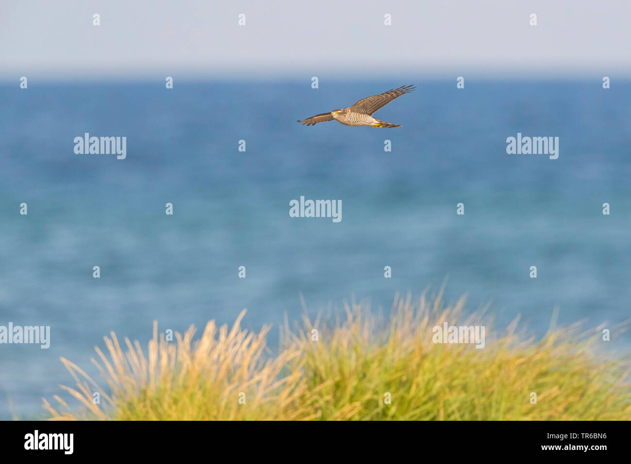 northern sparrow hawk (Accipiter nisus), flying, Sweden, Falsterbo Stock Photo