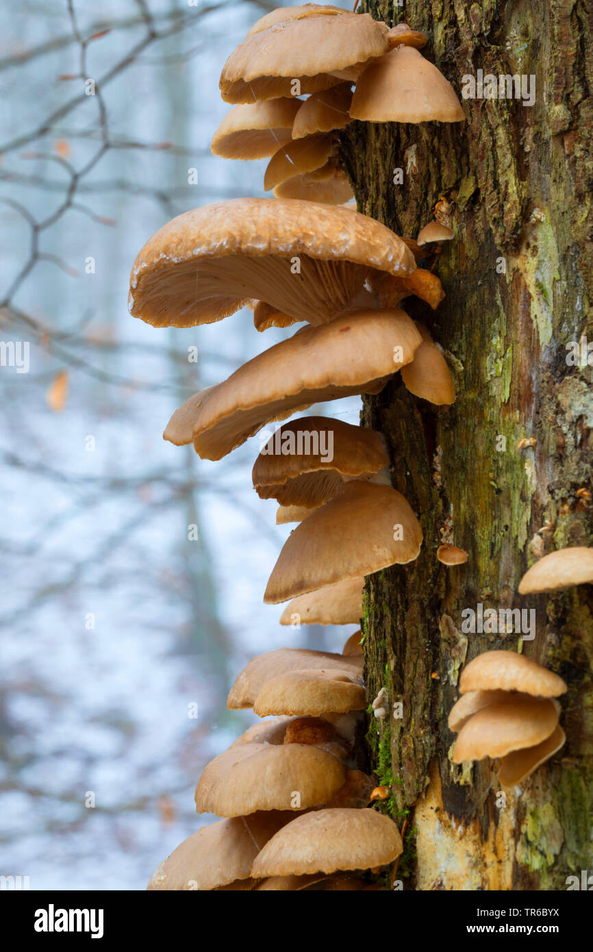 Oyster mushroom (Pleurotus ostreatus), at a tree trunk, Germany Stock Photo