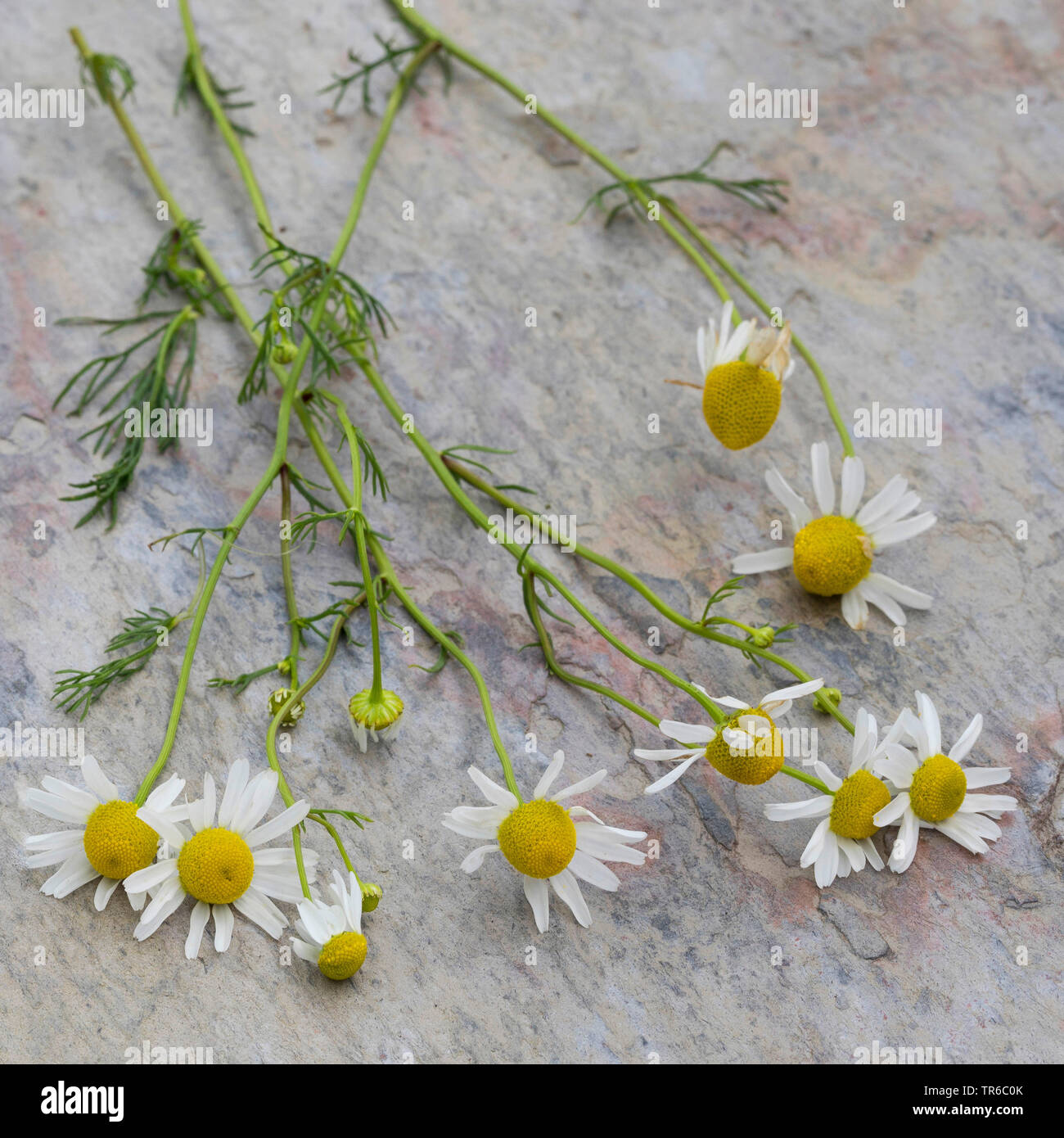 Scented plants medicinal plants hi-res stock photography and images - Alamy