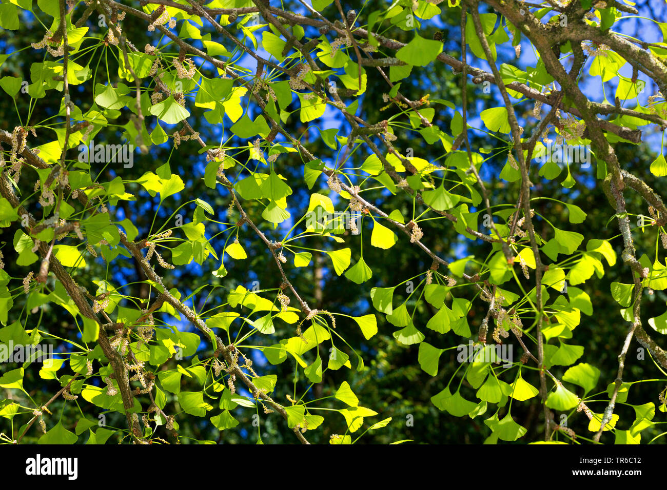 maidenhair tree, Ginkgo Tree, Gingko Tree, Ginko Tree (Ginkgo biloba), branch with young leaves and male flowers Stock Photo
