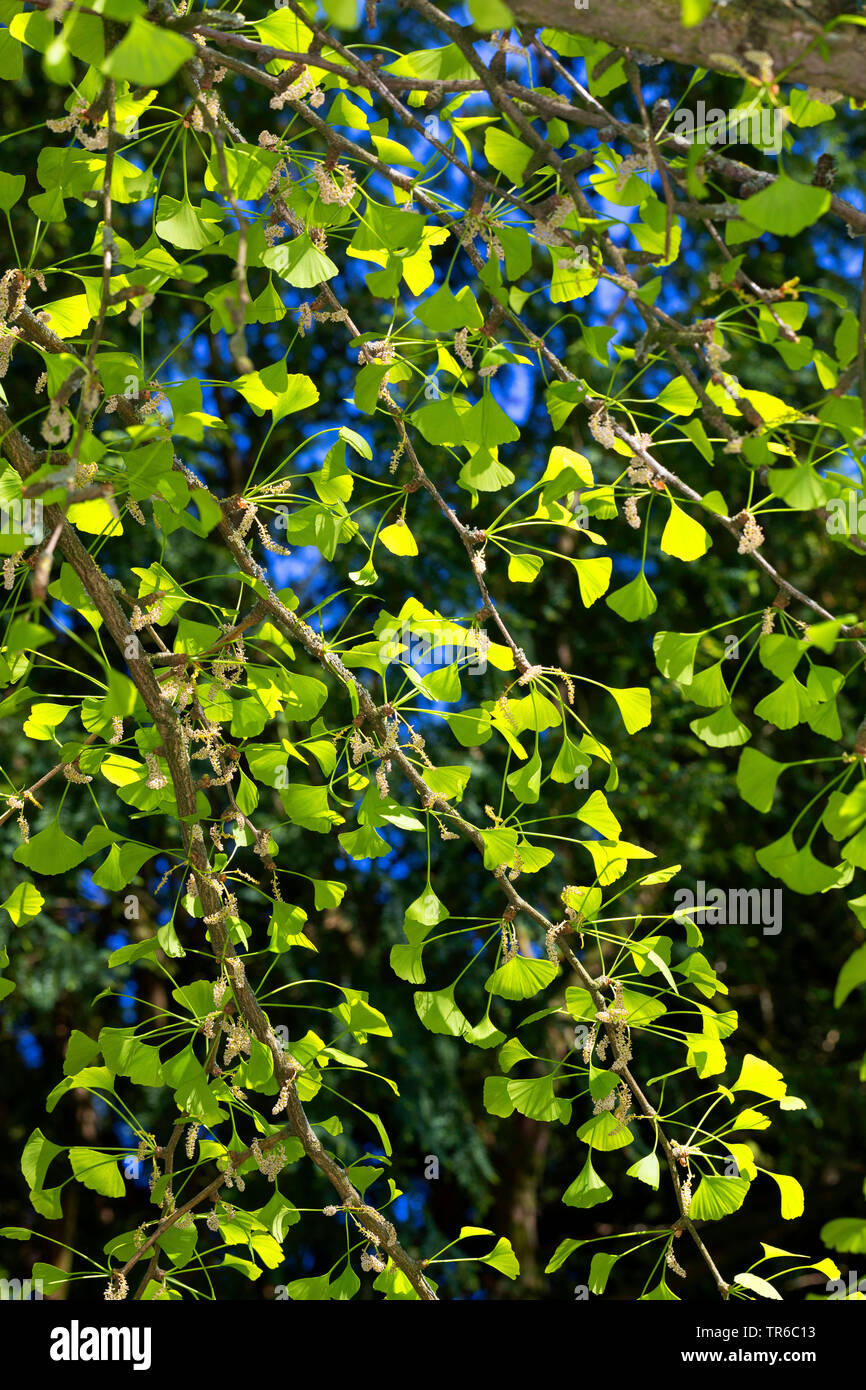 maidenhair tree, Ginkgo Tree, Gingko Tree, Ginko Tree (Ginkgo biloba), branch with young leaves and male flowers Stock Photo