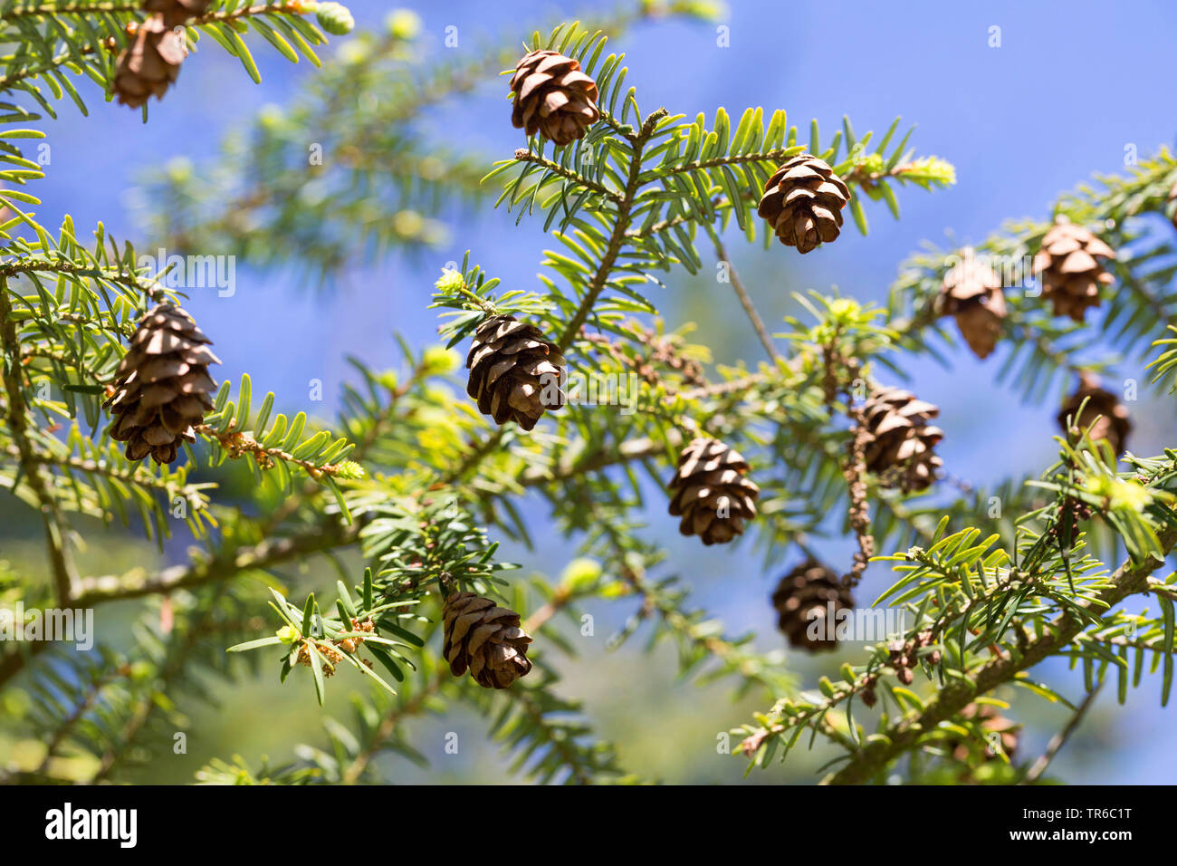 hemlock spruce, eastern hemlock (Tsuga canadensis), branch with cones Stock Photo