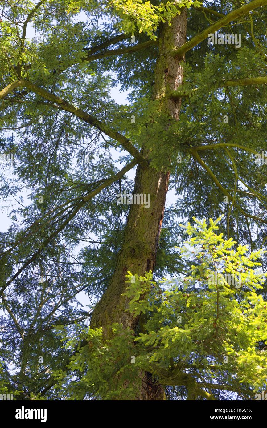 hemlock spruce, eastern hemlock (Tsuga canadensis), view into the crown of a hemlock Stock Photo
