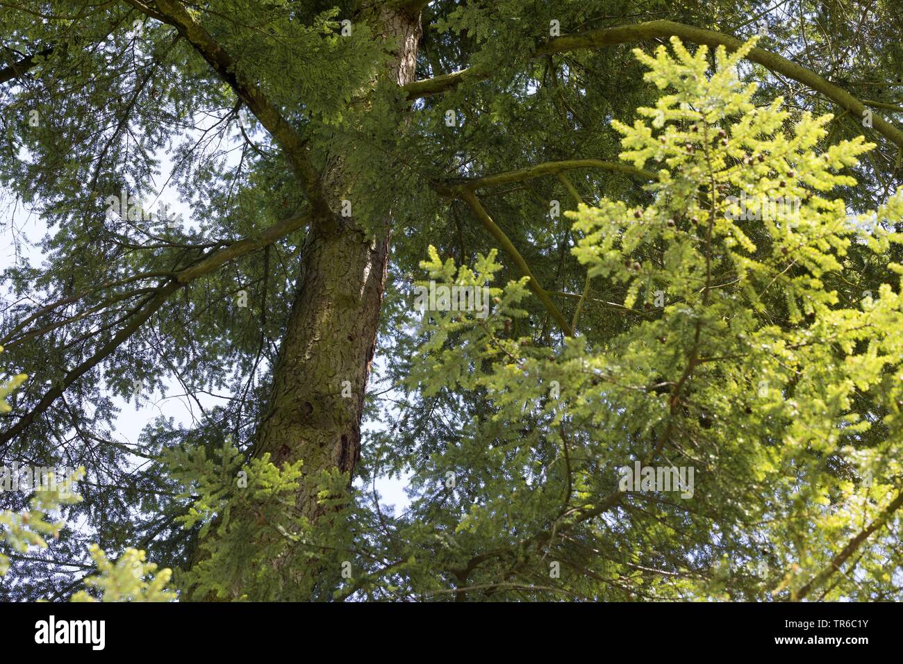 hemlock spruce, eastern hemlock (Tsuga canadensis), view into the crown of a hemlock Stock Photo