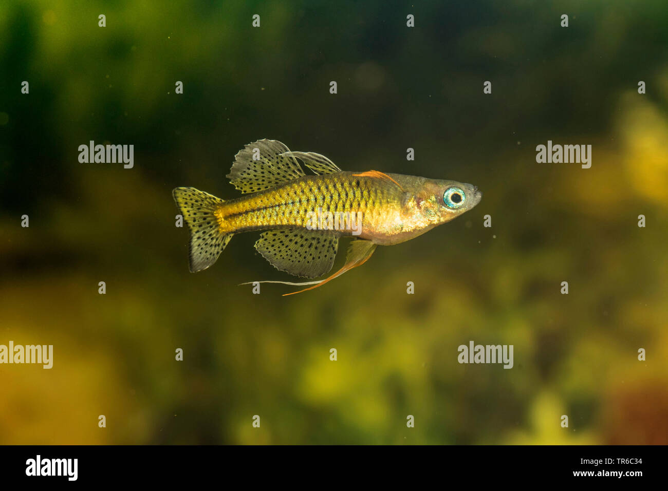 Gertrud's blue-eye, spotted blue-eye (Pseudomugil gertrudae), displaying male, side view Stock Photo