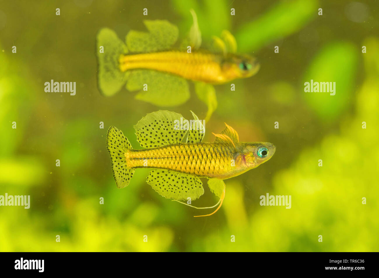 Gertrud's blue-eye, spotted blue-eye (Pseudomugil gertrudae), two conflicting males, side view Stock Photo