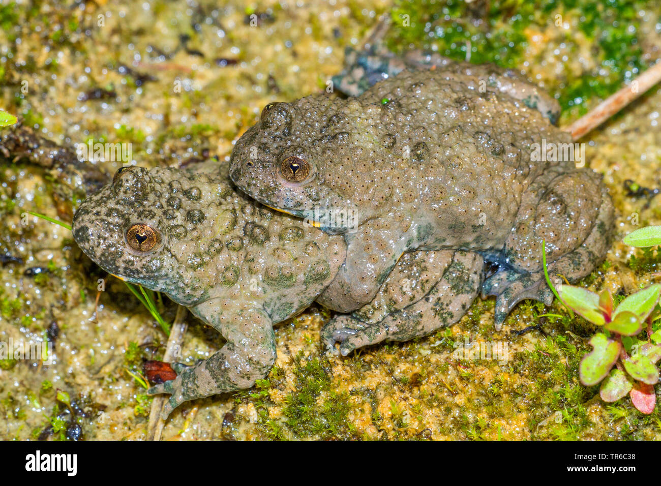 yellow-bellied toad, yellowbelly toad, variegated fire-toad (Bombina variegata), pair, Amplexus lumbalis, Germany, Bavaria, Isental Stock Photo