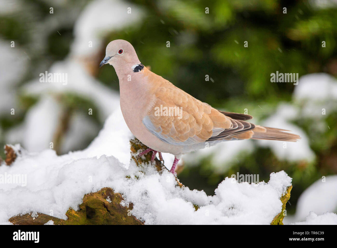 collared dove (Streptopelia decaocto), on a snow-covered branch, side view, Germany, Bavaria, Isental Stock Photo